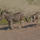 Zebras im Gaia-Park NL