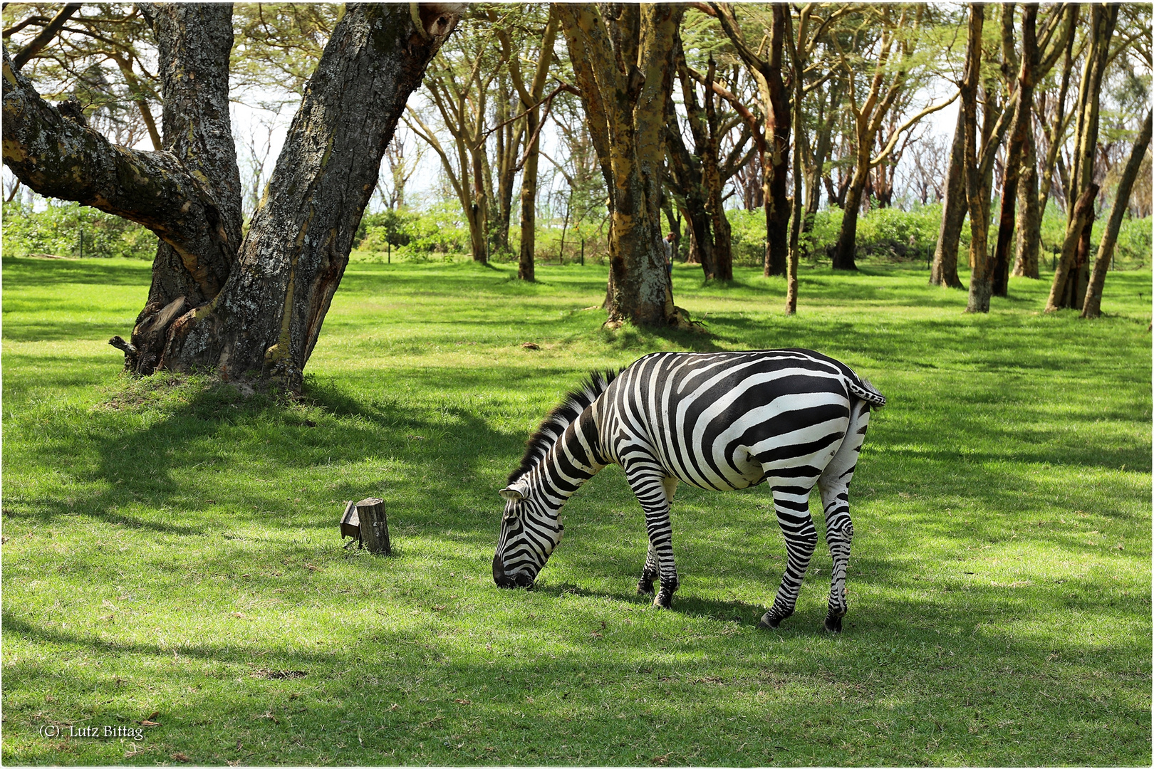 Zebras im Garten