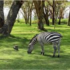 Zebras im Garten