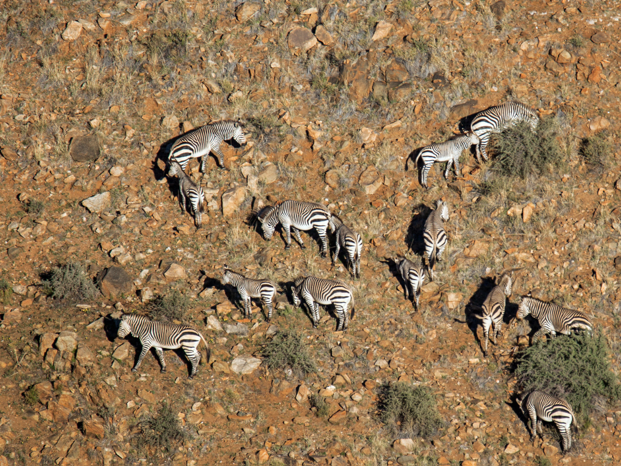 Zebras im Gegenhang