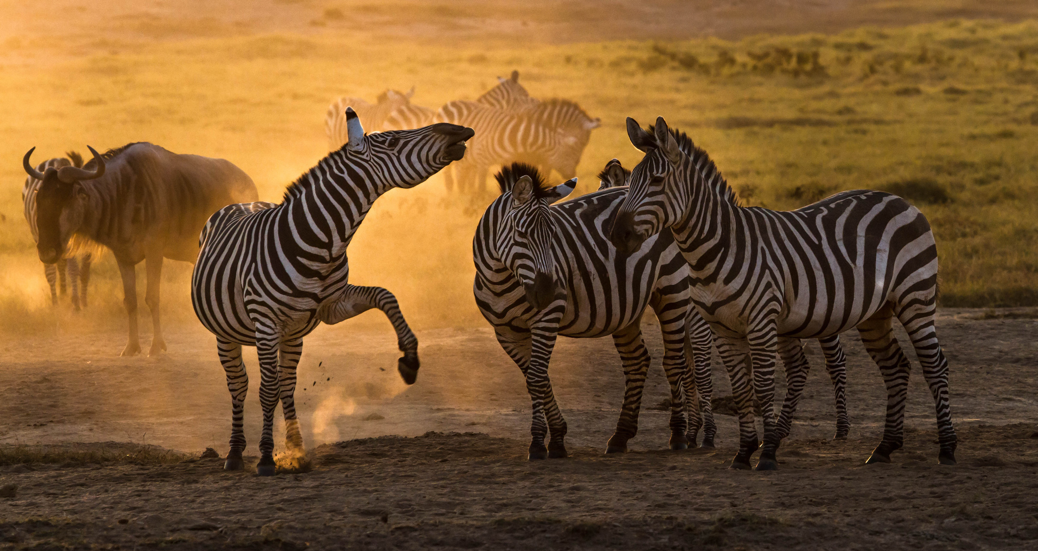 Zebras im Gegenlicht bei Sonnenuntergang