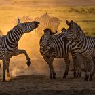 Zebras im Gegenlicht bei Sonnenuntergang