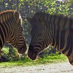 Zebras im Gegenlicht