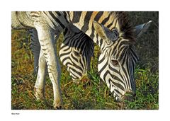 Zebras im Hluhluwe Nationalpark (SA)