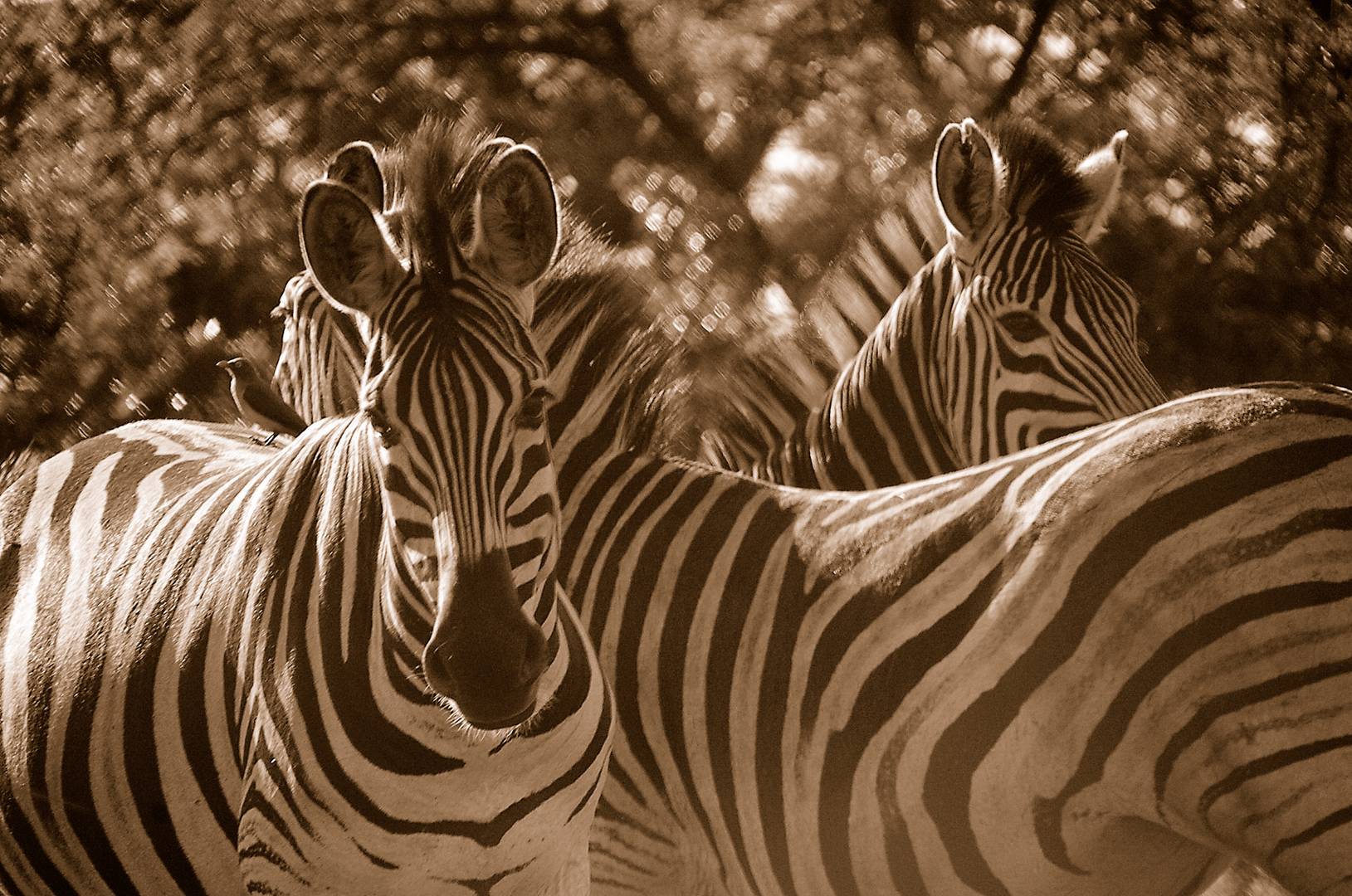 Zebras im Hluhluwe NP