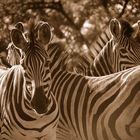 Zebras im Hluhluwe NP