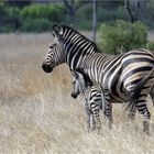 Zebras im Hwange