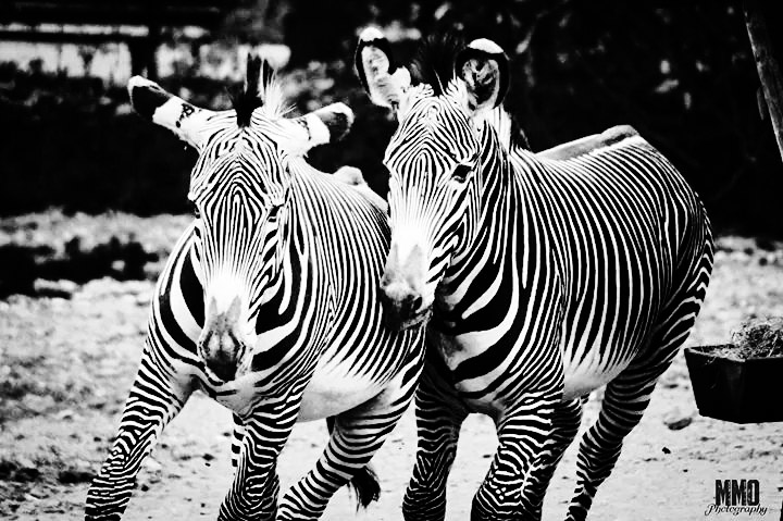 Zebras im K&#337;lner Zoo