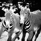 Zebras im K&#337;lner Zoo