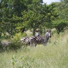 Zebras im Kapama Game Reserve/Südafrika