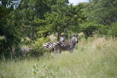 Zebras im Kapama Game Reserve/Südafrika