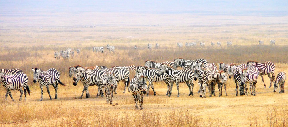 Zebras im Kessel des Ngorongoro...