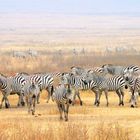 Zebras im Kessel des Ngorongoro...