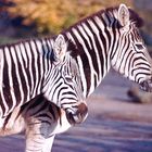 Zebras im Kölner Zoo (1985)