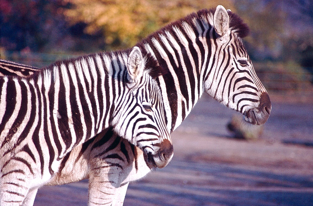Zebras im Kölner Zoo (1985)
