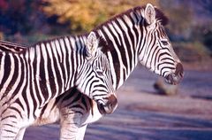 Zebras im Kölner Zoo (1985)