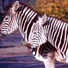 Zebras im Kölner Zoo (1985)