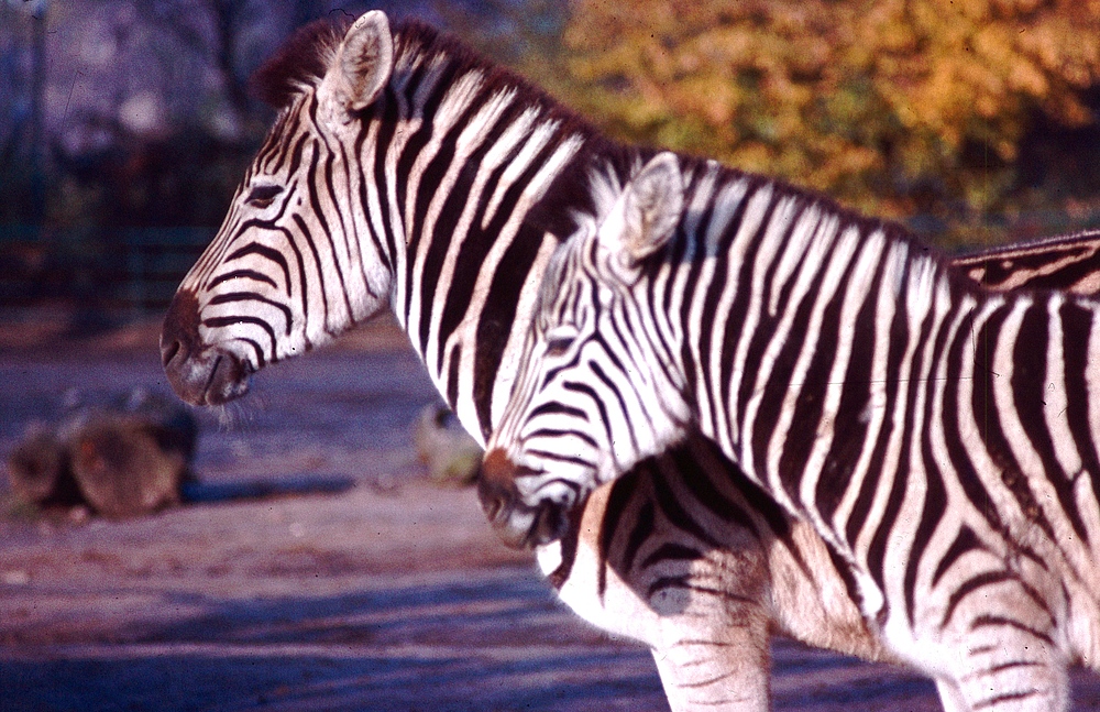 Zebras im Kölner Zoo (1985)