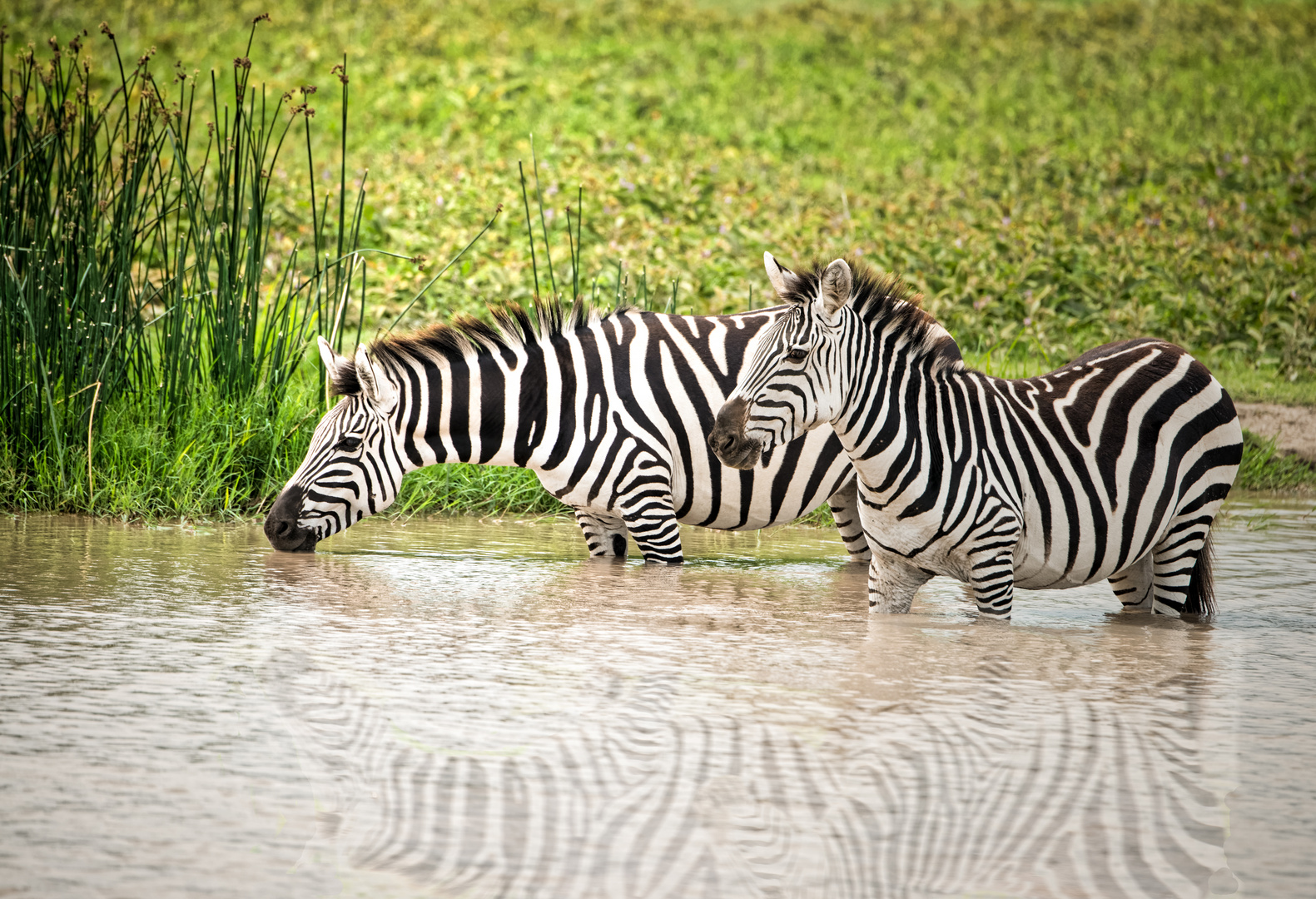 Zebras im Krater