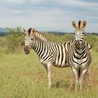 Zebras im Krüger Nationalpark