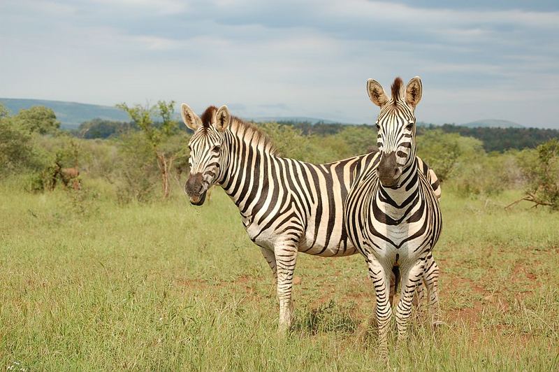 Zebras im Krüger Nationalpark