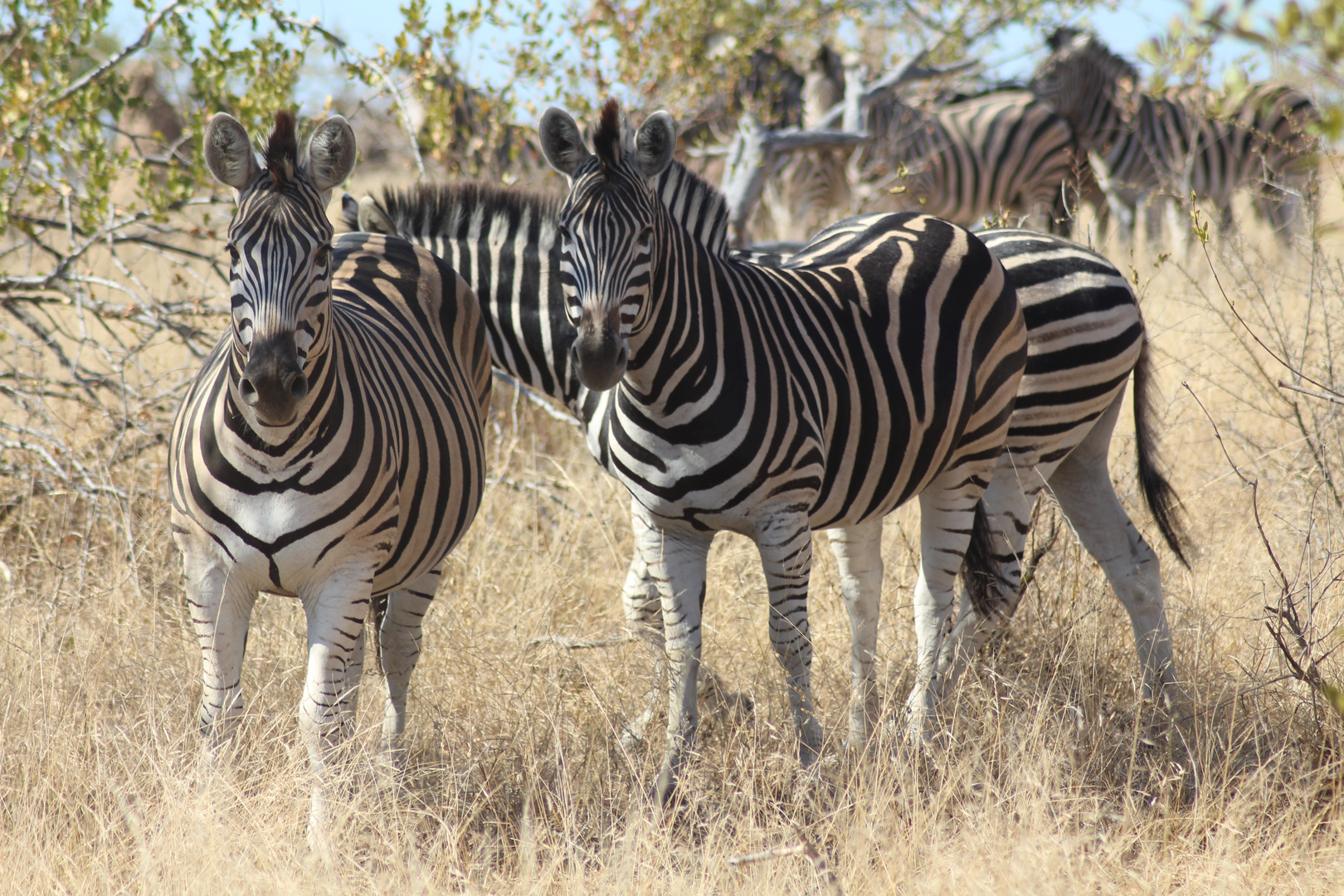 Zebras im Krüger Nationalpark 