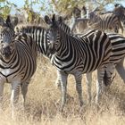 Zebras im Krüger Nationalpark 