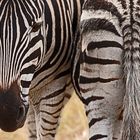 Zebras im Krüger Nationalpark