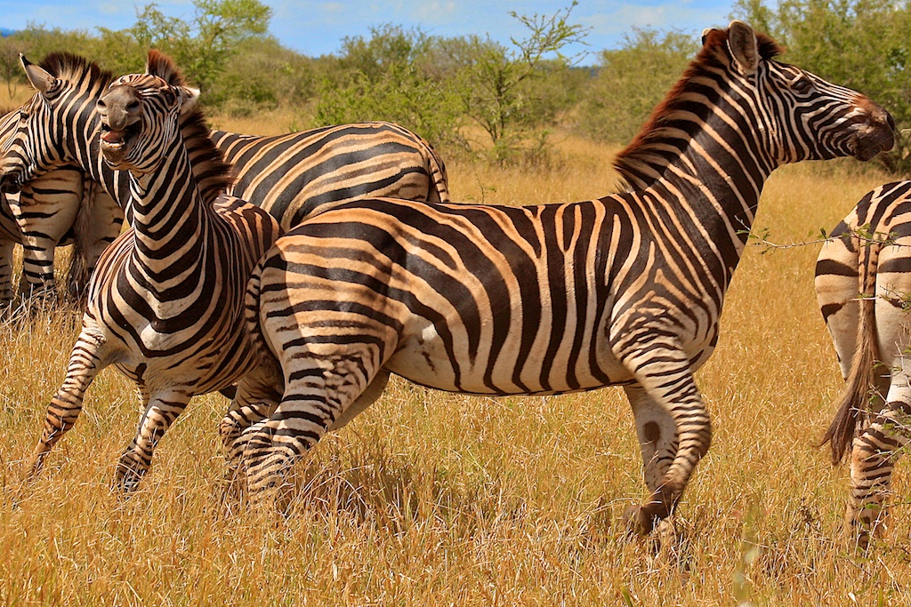 Zebras im Krüger Park