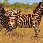 Zebras im Krüger Park