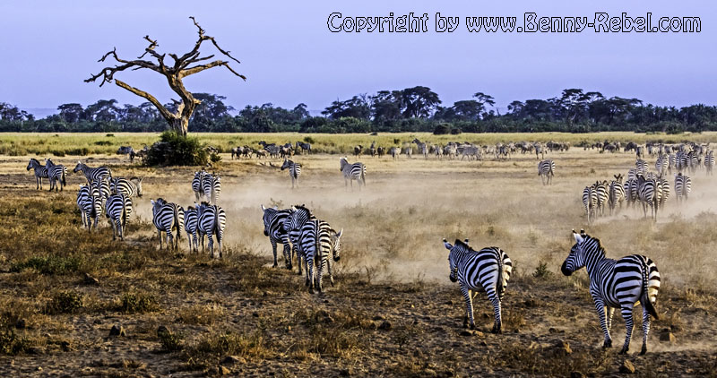 Zebras im Lake Amboseli Nationalpark - Kenia