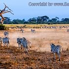 Zebras im Lake Amboseli Nationalpark - Kenia