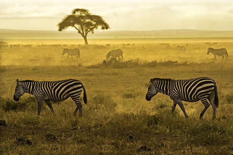 Zebras im Lake Amboseli Nationalpark / Kenia