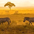 Zebras im Lake Amboseli Nationalpark / Kenia