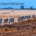 Zebras im Lake Amboseli Nationalpark / Kenia