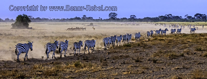 Zebras im Lake Amboseli Nationalpark / Kenia