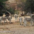 Zebras im Makgadikgadi National Park