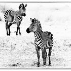 Zebras im Mikumi NP