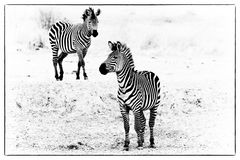 Zebras im Mikumi NP