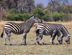 Zebras im Moremi