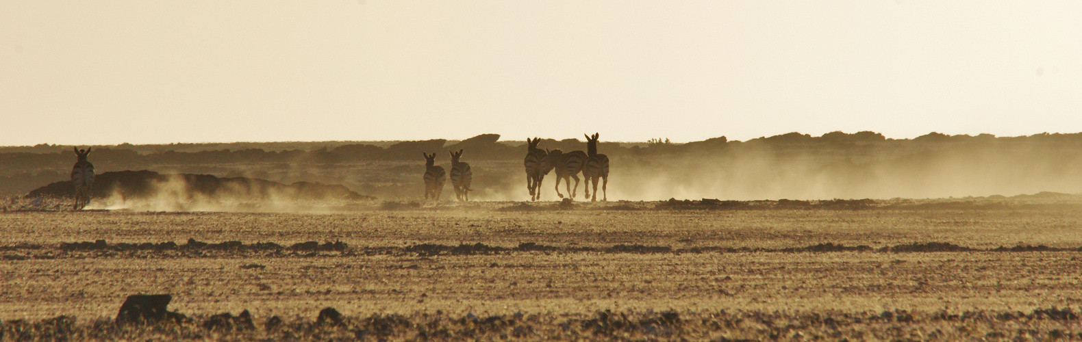 Zebras im Morgengrauen