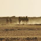 Zebras im Morgengrauen