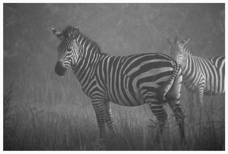 Zebras im Morgennebel