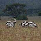 Zebras im Nairobi National Park