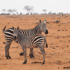 Zebras im Nationalpark