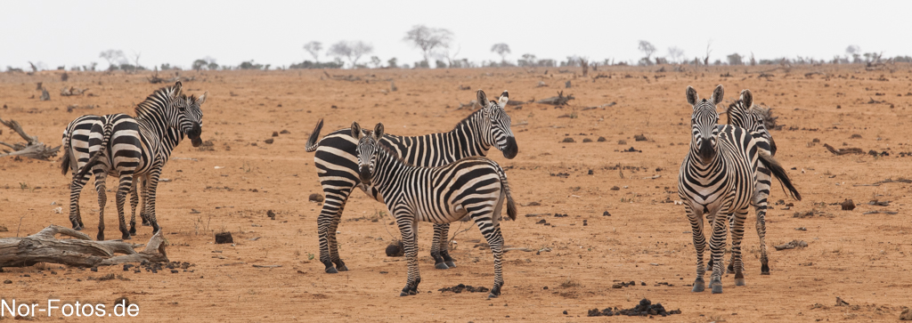 Zebras im Nationalpark