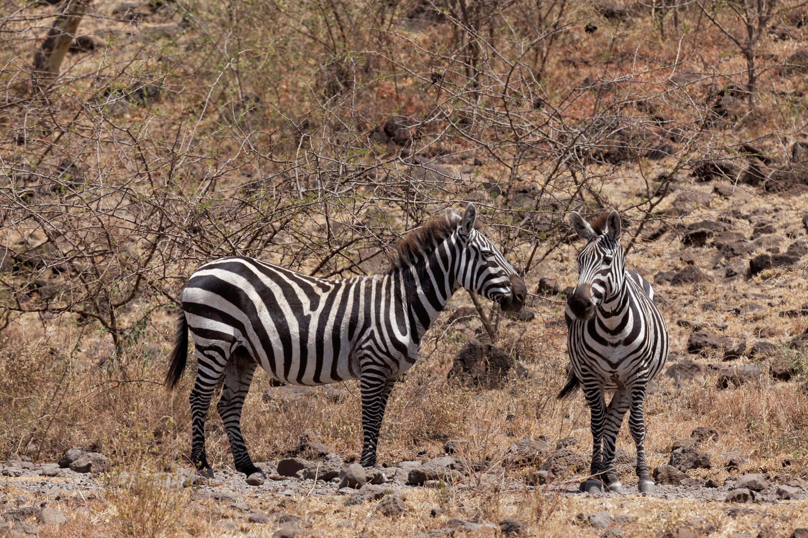 Zebras im Nechisar Park_1