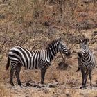 Zebras im Nechisar Park_1