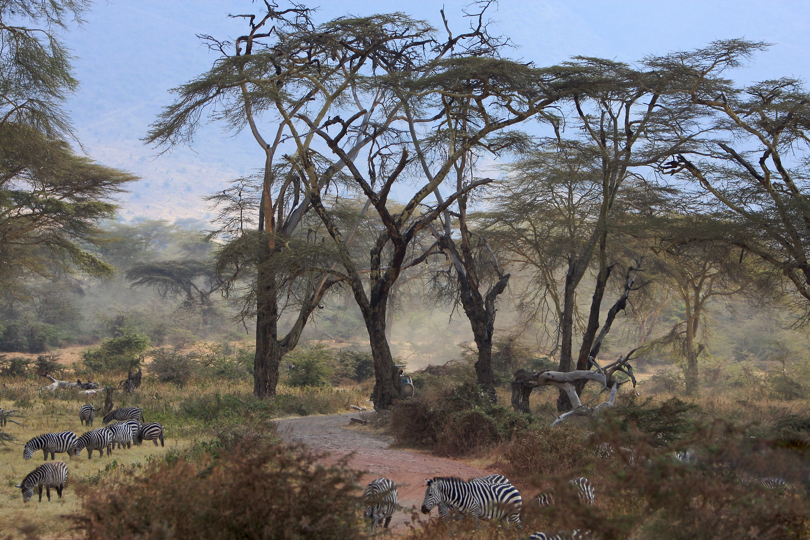 Zebras im Ngorongoro Krater