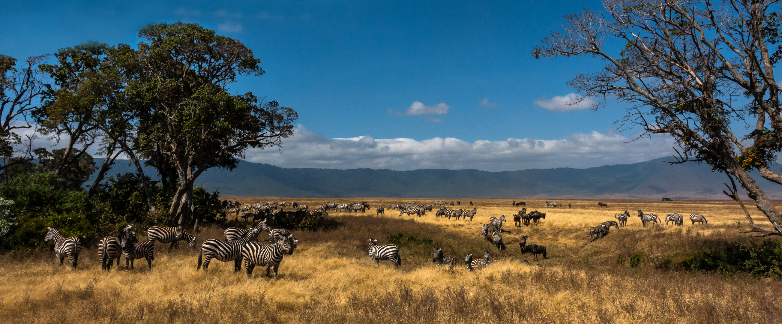 Zebras im Ngorongoro Krater